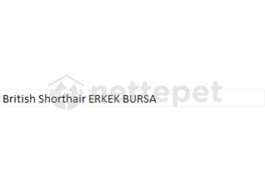 British Shorthair Erkek Bursa 