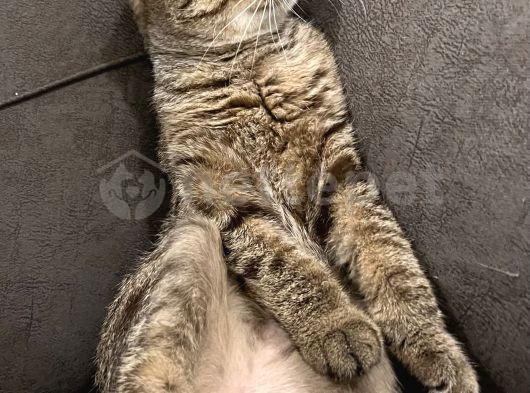 Scottish fold kedi ücretsiz 