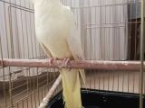 Sultan papağan 