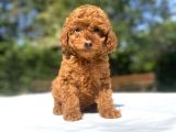 A KALİTE RED BROWN TOY POODLE