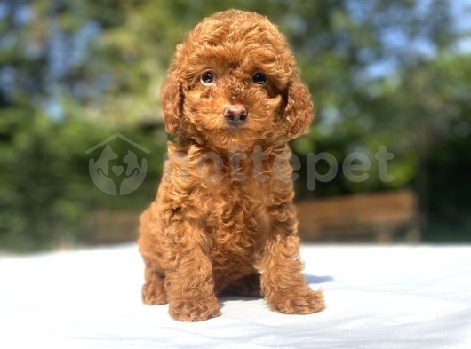 A KALİTE RED BROWN TOY POODLE