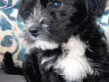 2,5 aylık erkek sevimli maltese terrier 