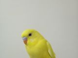 Yavru ele alışkın 1 aylık Lutino kırmızı göz muhabbet kuşu