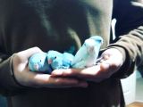 Forpus Papağanı Yavruları 