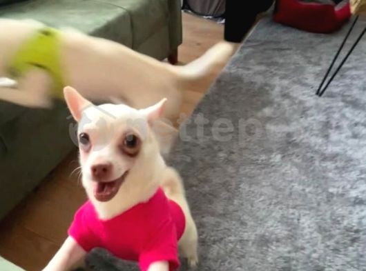 satılık Chihuahua