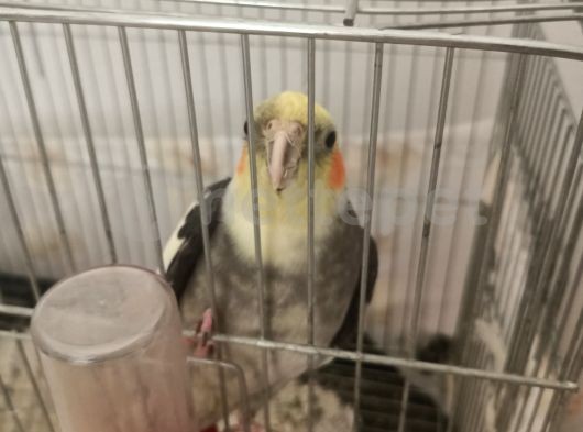 satılık sultan papağanı 