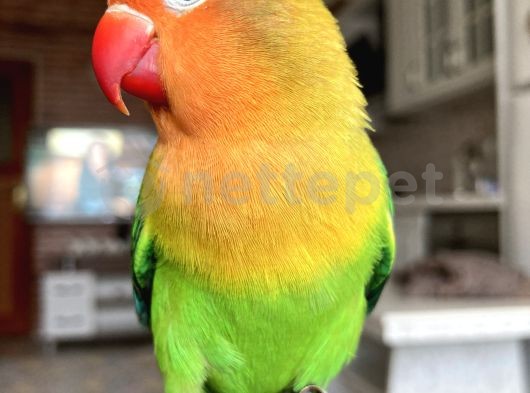 Canlı Renkli Cennet Papağanı