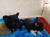 Sevimli Black Chihuahua Kardeşler 