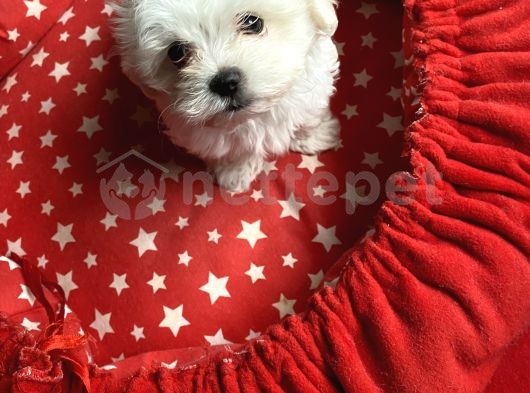 1.5 Aylık Saf Orjinal Maltese Terrier 