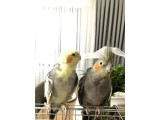 Çift Sultan Papağanı