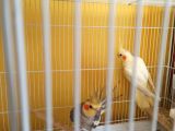 Çift Sultan Papağanları