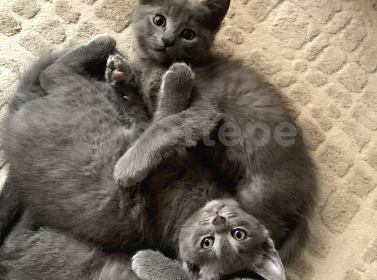 İki yavru kedi