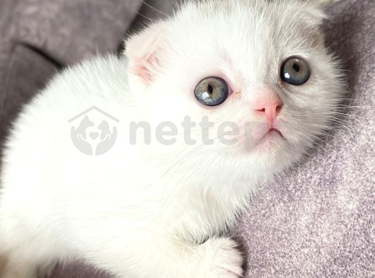 Scottish Fold Kediler