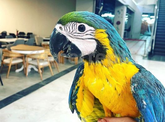 Ara Macaw Papağanı Bebek
