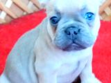 BLUE FAWN İSABELLA TAŞIYICI FRENCH BULLDOG YAVRULAR....iletşim...05530827380