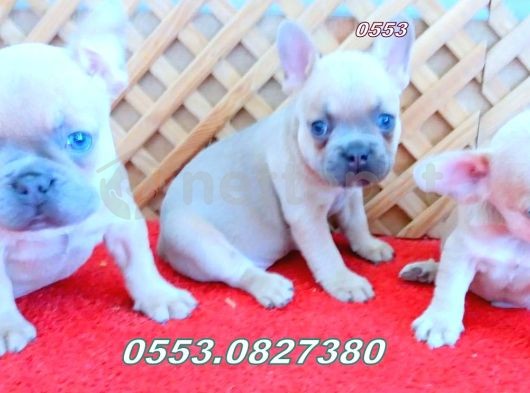 Blue Fawn İsabella Taşıyıcı French Bulldog Yavrular....iletşim...05530827380