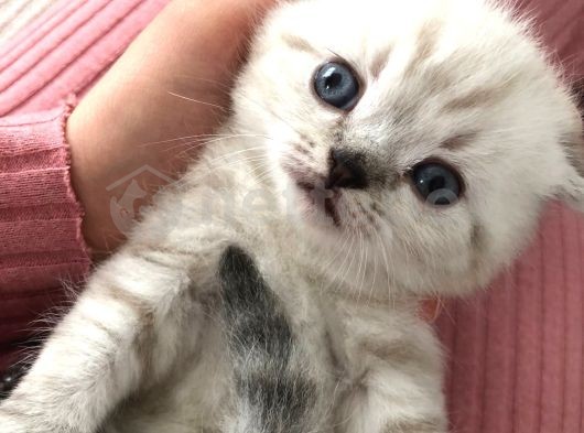 3 aylık erkek pamuk beyazı mavi gözlü yavru