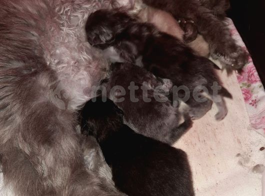 Persian (iran) kedisi yeni doğmuş yavrular