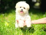 Mini boy Kore Kanı Maltese Terrier yavrularımız 