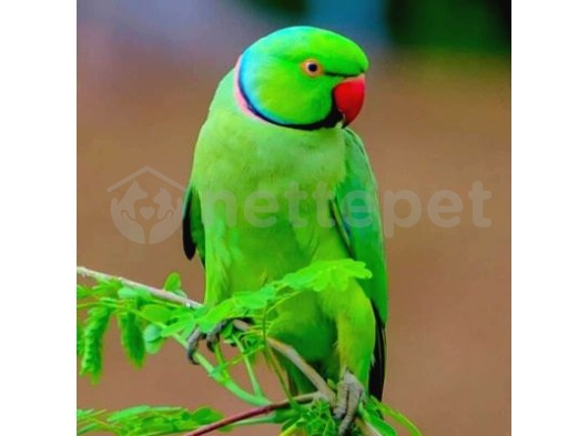 Hindistan papağanı 