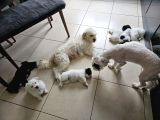 Maltese terrier yavrularım