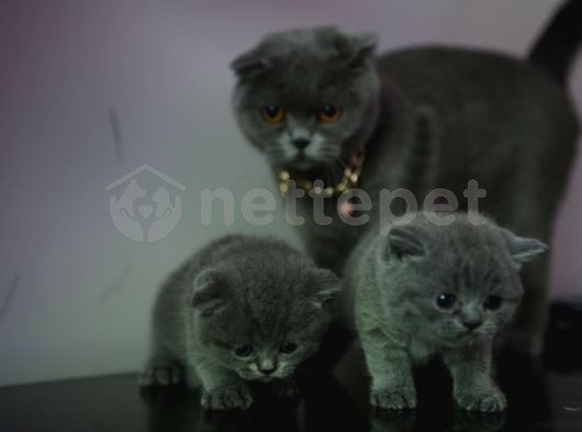 Scottish Fold Ve Biritish Shortair Yavrular 