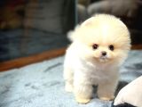Dünyalar Tatlısı Pomeranian Boo Yavrularımız