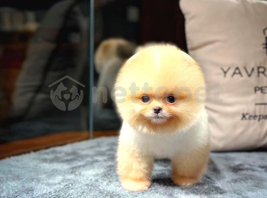 Ayı Surat Pomeranian Boo Yavrularımız 