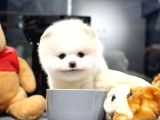 Ayı Surat Pomeranian Boo Yavrularımız 