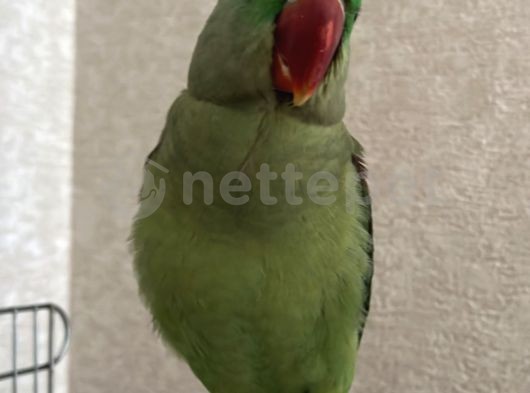 Alexander papagan (iskender papagani)