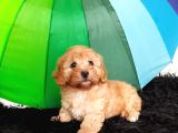 Red Maltipoo