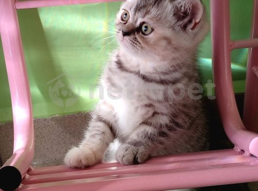 Show Kalite Eşsiz Güzellikte British Shorthair Safkan Tabby Silver Dişi Özel Yavru