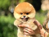 Minyatür Ev Arkadaşı Arayanlar İçin Pomeranian Yavruları