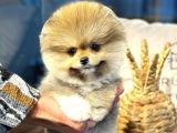 Birbirinden Tatlı Pomeranian Boo Yavrularımızı Gördünüz mü?