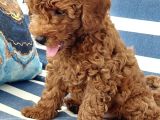 red brown toy poodle 