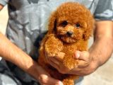 Irk ve Sağlık Garantili Toy Poodle Yavrularımız 