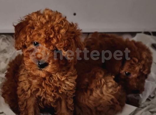 Red Toy Poodle 