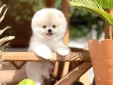 Minik Neşe Kaynağı Pomeranian Boo Yavrularımız