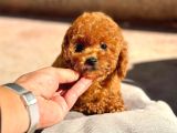 Safkan Toy Poodle Yavrularımız (Irk ve Sağlık Garantili)