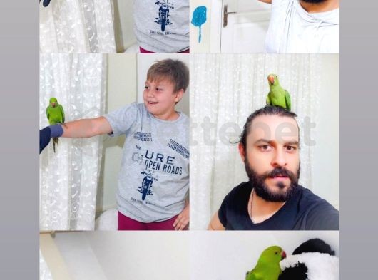 Yavru Pakistan Papağanları