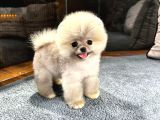 Gülen Surat Pomeranian Boo 