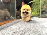 Ayı Surat Pomeranian Boo Yavrularımız
