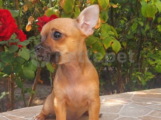 Mini Boy Chihuahua Dişi Yavru