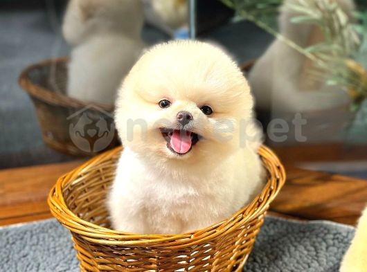 En Sevimli Oyun Arkadaşı Pomeranian Yavrular