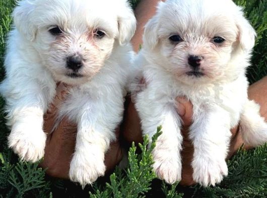 Maltese Terrier yavruları