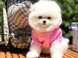Çocukların En İyi Dostu Pomeranian Boo
