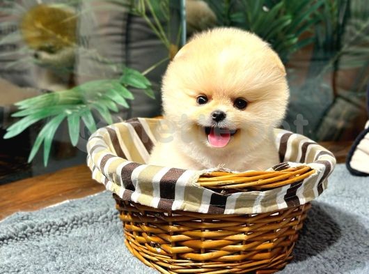 En Güzel Pomeranian Bebekler İçin İletişime Geçin