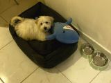 3 aylık yavru terrier maltese
