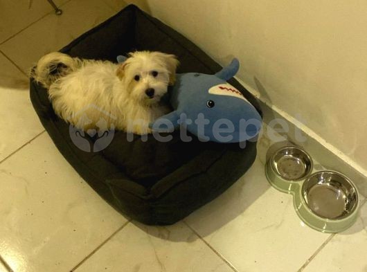 3 aylık yavru terrier maltese