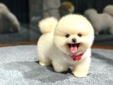Eğlenceli Dostunuz Pomeranian Boo